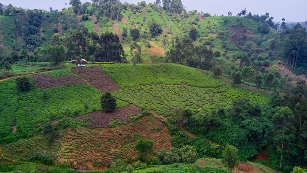 <h3>Uovertruffen Kenyan Kaffe</h3>